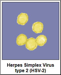 图片[1]-生殖器疱疹（不能治愈性传播疾病）-性教育网