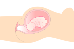 图片[3]-胎儿的出生（自然分娩+剖腹产）-性教育网