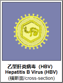 图片[1]-乙型肝炎（不能治愈性传播疾病）-性教育网